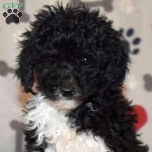 Jasper, Miniature Poodle Puppy
