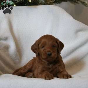 Jasper, Mini Goldendoodle Puppy