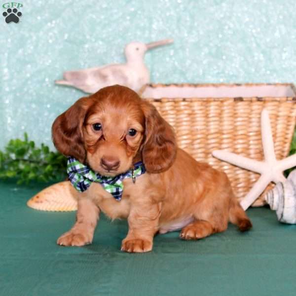 Jasper – Mini, Dachshund Puppy