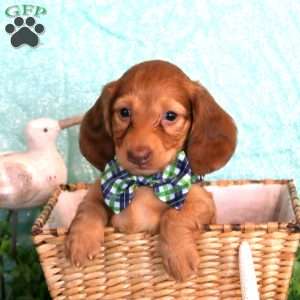 Jasper – Mini, Dachshund Puppy