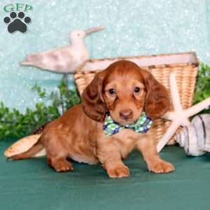 Jasper – Mini, Dachshund Puppy
