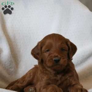 Jasper, Mini Goldendoodle Puppy