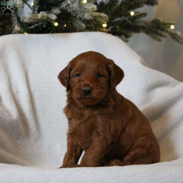 Jasper, Mini Goldendoodle Puppy