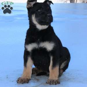 Jasper, German Shepherd Puppy