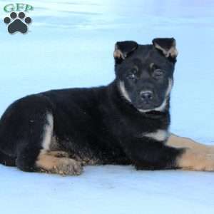 Jasper, German Shepherd Puppy