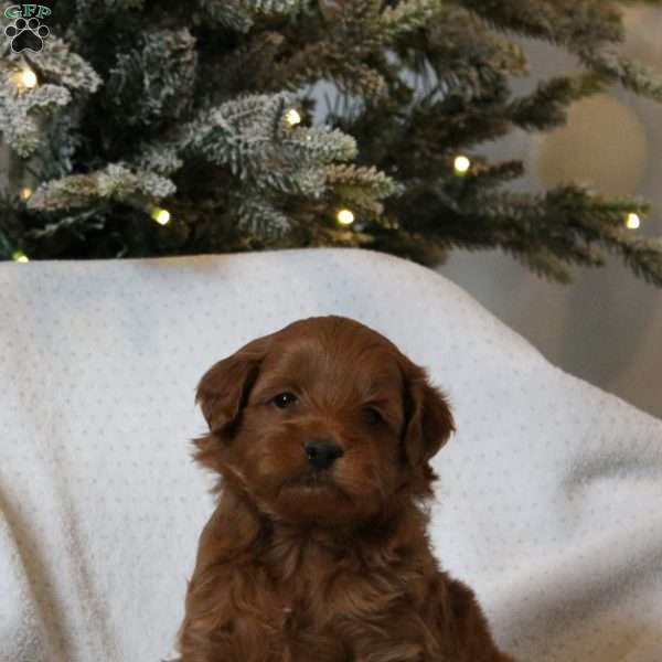 Jax, Mini Goldendoodle Puppy