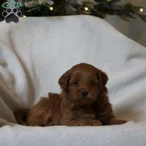 Jax, Mini Goldendoodle Puppy