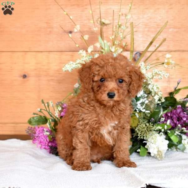 Jax, Miniature Poodle Puppy