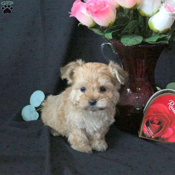 Jax, Morkie / Yorktese Puppy