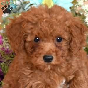 Jax, Miniature Poodle Puppy