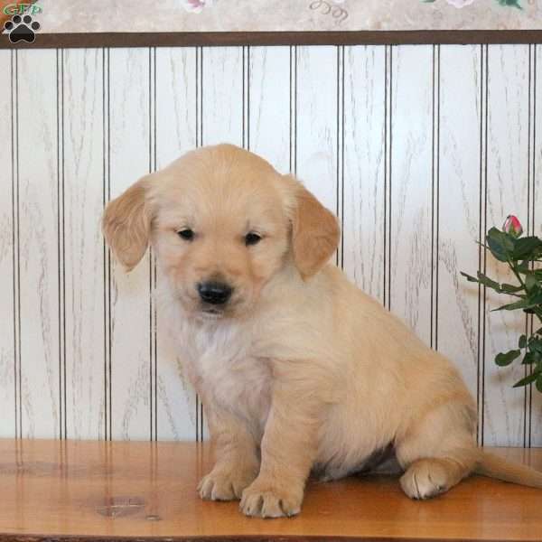 Jaxon, Golden Retriever Puppy