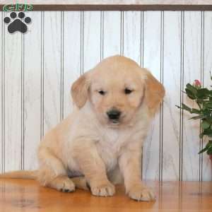 Jaxon, Golden Retriever Puppy