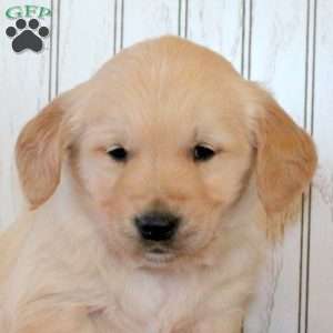 Jaxon, Golden Retriever Puppy