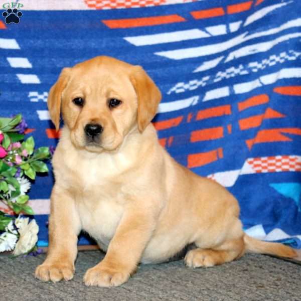 Jayda, Yellow Labrador Retriever Puppy