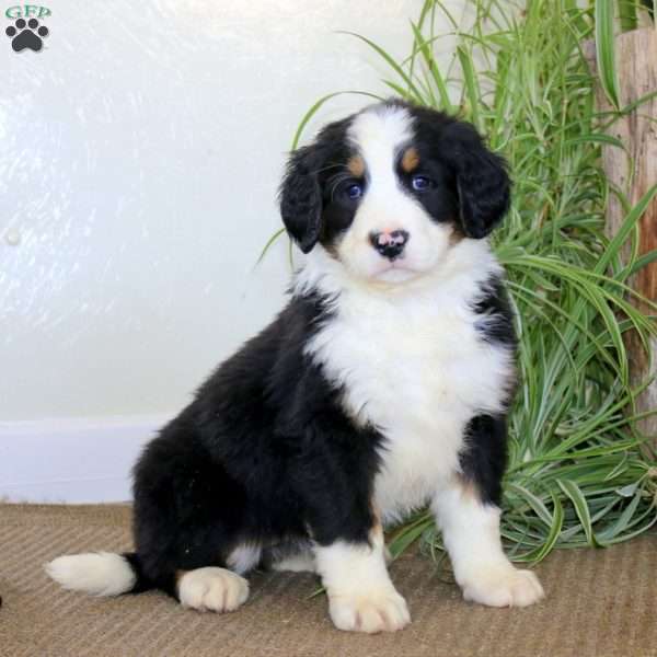 Jayda, Bernedoodle Puppy