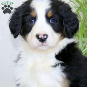 Jayda, Bernedoodle Puppy