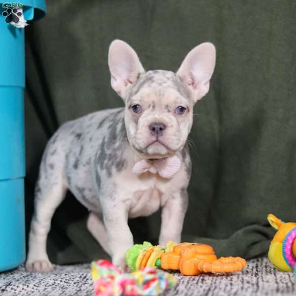 Jayla, French Bulldog Puppy