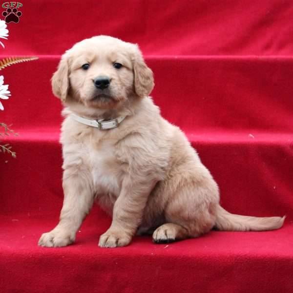 Jed, Golden Retriever Puppy