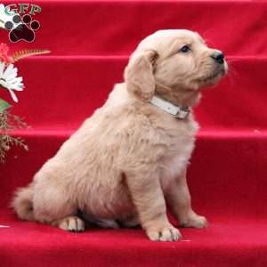 Jed, Golden Retriever Puppy