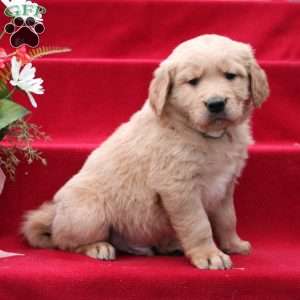 Jed, Golden Retriever Puppy