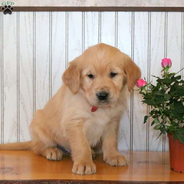 Jefferson, Golden Retriever Puppy