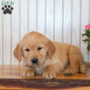 Jefferson, Golden Retriever Puppy