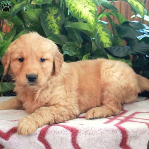 Jemma, Golden Retriever Puppy