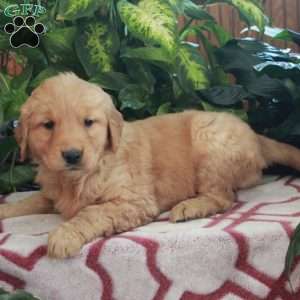 Jemma, Golden Retriever Puppy