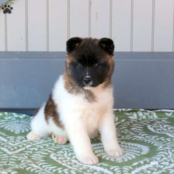 Jenna, Akita Puppy