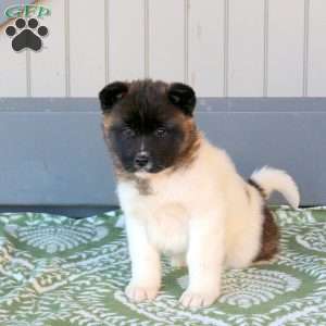Jenna, Akita Puppy
