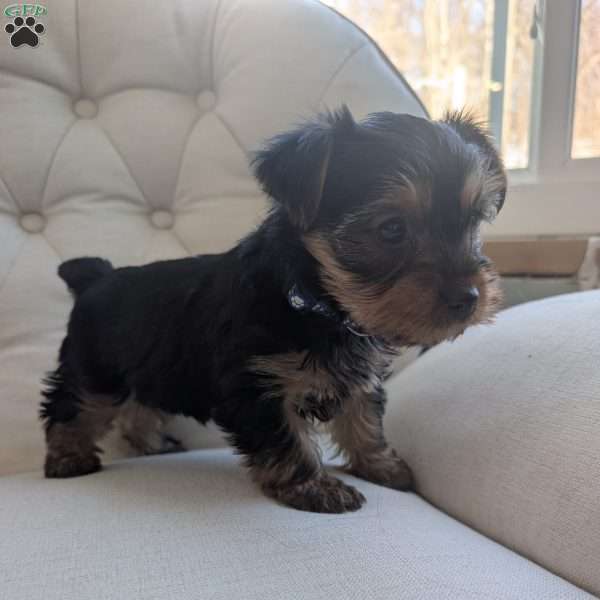 Jenna, Yorkie Puppy