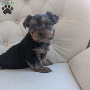 Jenna, Yorkie Puppy
