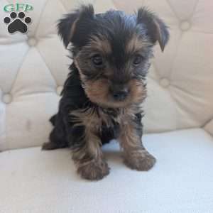 Jenna, Yorkie Puppy