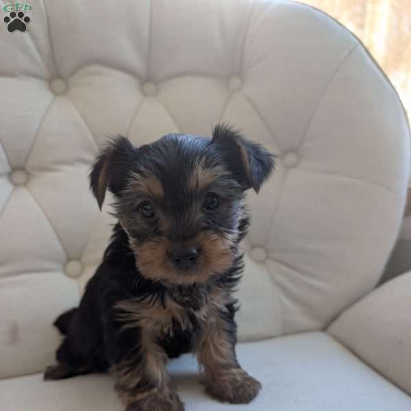 Jenna, Yorkie Puppy