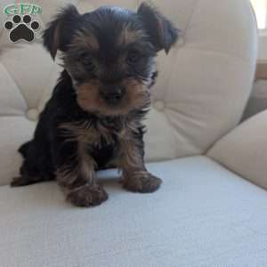 Jenna, Yorkie Puppy