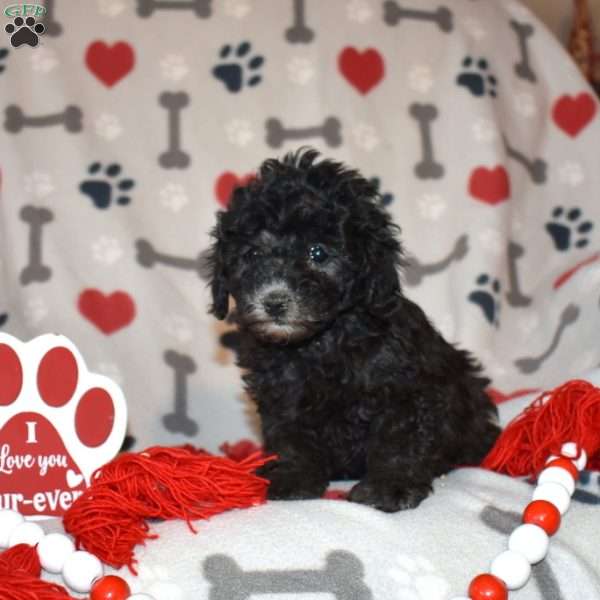 Jenny, Miniature Poodle Puppy