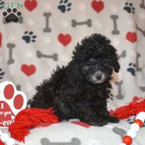 Jenny, Miniature Poodle Puppy