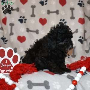 Jenny, Miniature Poodle Puppy