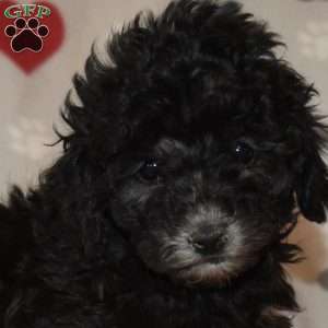 Jenny, Miniature Poodle Puppy