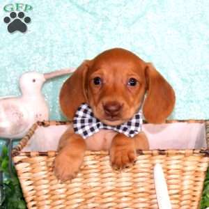 Jenson – Mini, Dachshund Puppy