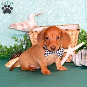 Jenson – Mini, Dachshund Puppy
