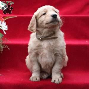 Jeremiah, Golden Retriever Puppy