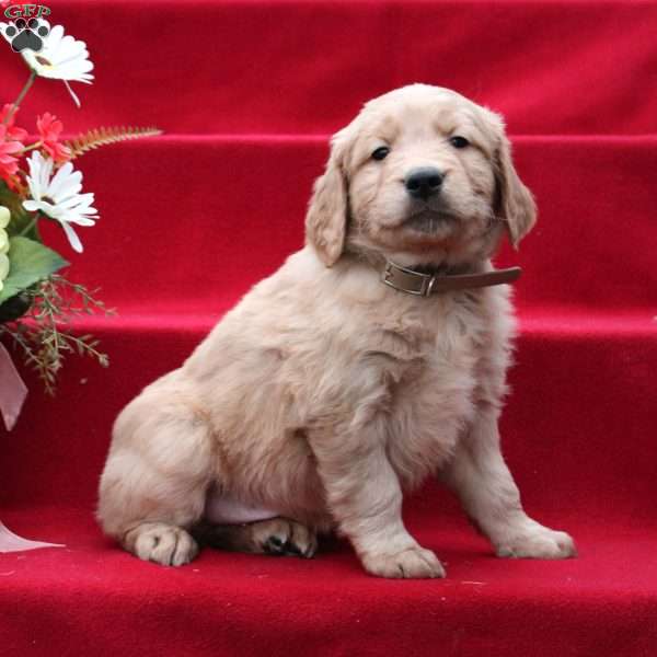 Jeremiah, Golden Retriever Puppy