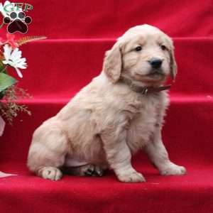 Jeremiah, Golden Retriever Puppy