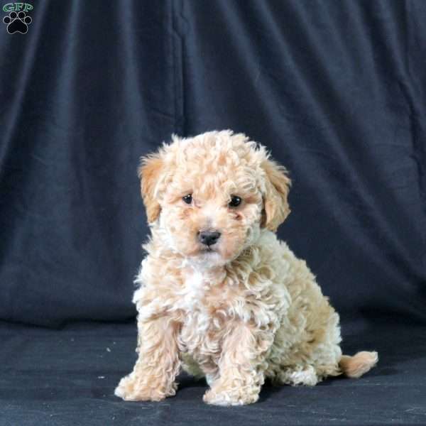 Jersey, Bich-Poo Puppy