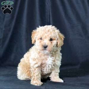 Jersey, Bich-Poo Puppy