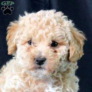 Jersey, Bich-Poo Puppy