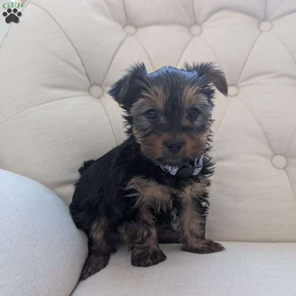 Jess, Yorkie Puppy