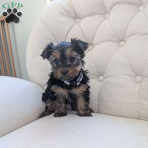Jess, Yorkie Puppy