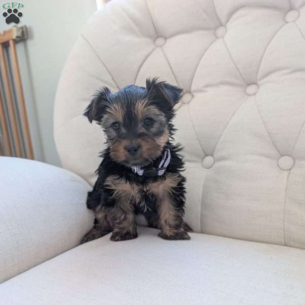 Jess, Yorkie Puppy